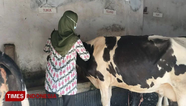 414 Ekor Sapi di Kota Probolinggo Masih Sakit karena PMK, 302 Ekor Dinyatakan Sembuh