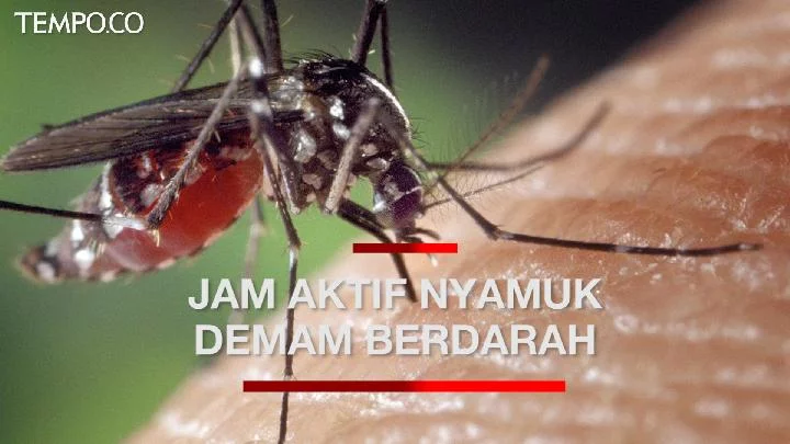 DBD Kota Tangerang Melonjak Akibat Banyaknya Tempat Perindukan Nyamuk