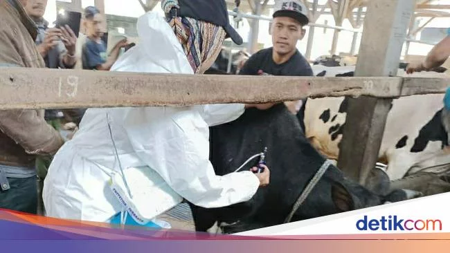 500 Sapi Perah di Ngantang Malang Disuntik Vaksin PMK