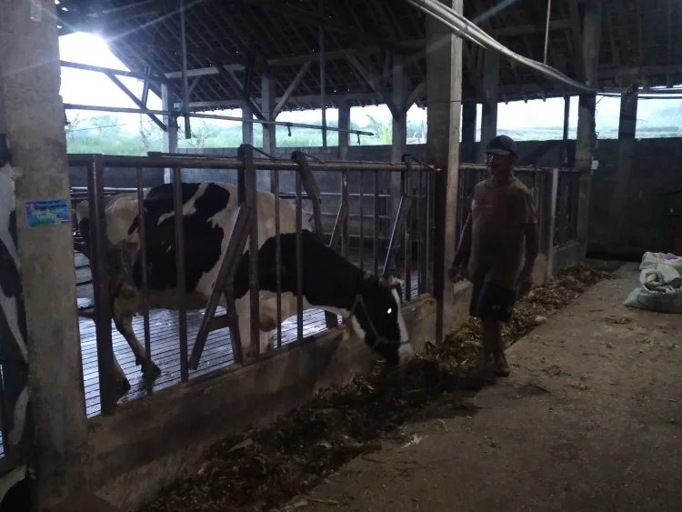 Ciri-Ciri Sapi yang Bakal Mati Akibat PMK Versi Peternak di Ngantang Malang