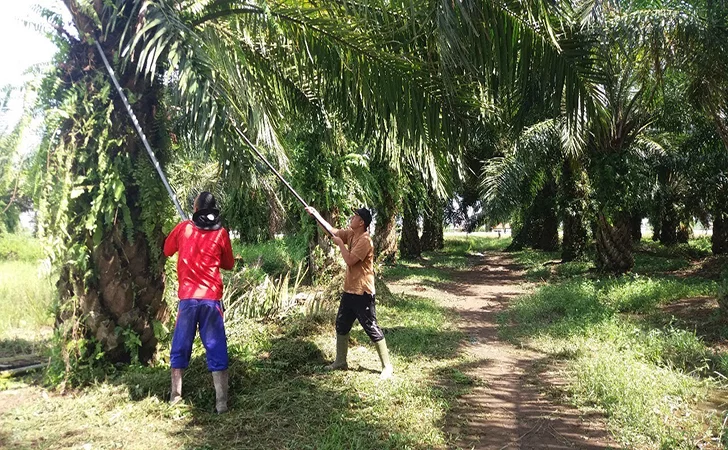 Pandapotan Protes Polres Rohul Main Tahan Tanpa Kroscek Peristiwa ke Lapangan