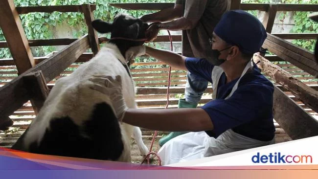 Sapi Perah di Surabaya Divaksin PMK, Produksi Susu Akan Sedikit Turun
