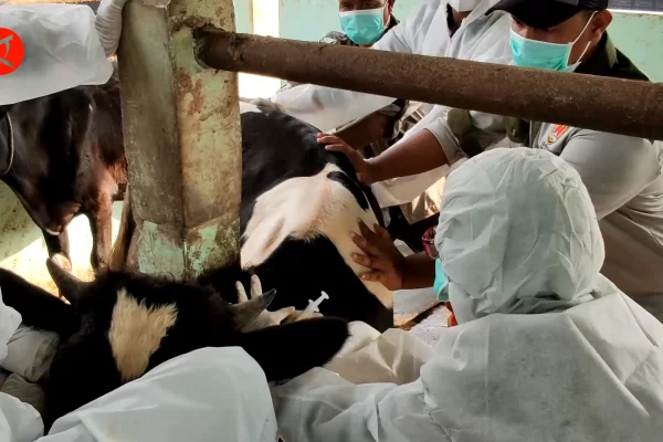 Kota Semarang mulai kebut vaksinasi PMK pada ternak
