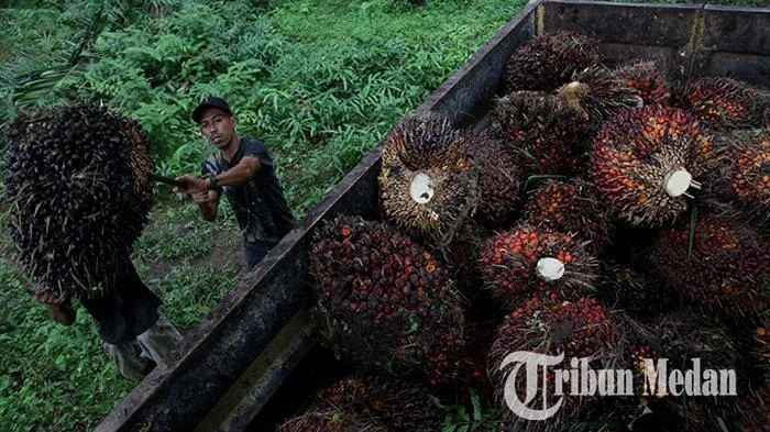 Harga Sawit Anjlok Rp 400 Per Kilogram, Toke Berhenti Membeli dari Petani, Pabrik Banyak Tutup - Tribun-medan.com