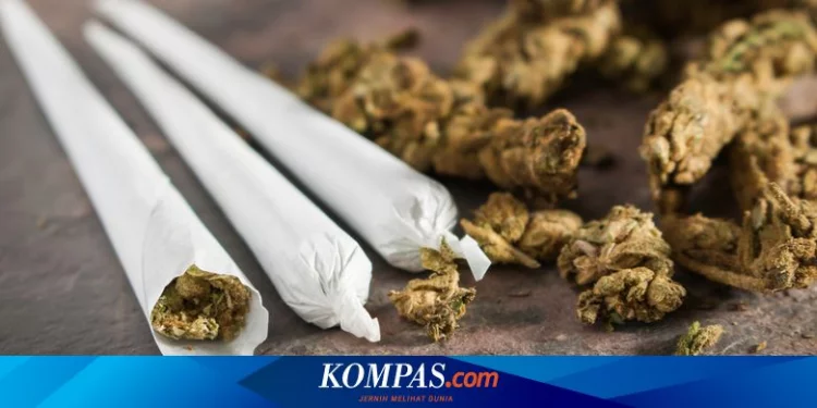 Ganja untuk Rekreasi Picu Risiko Gangguan Kesehatan Halaman all