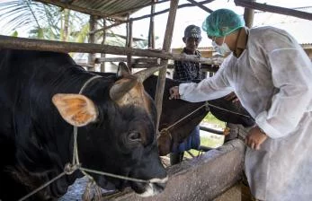 18.737 Ekor Sapi Madura Sakit Bergejala PMK