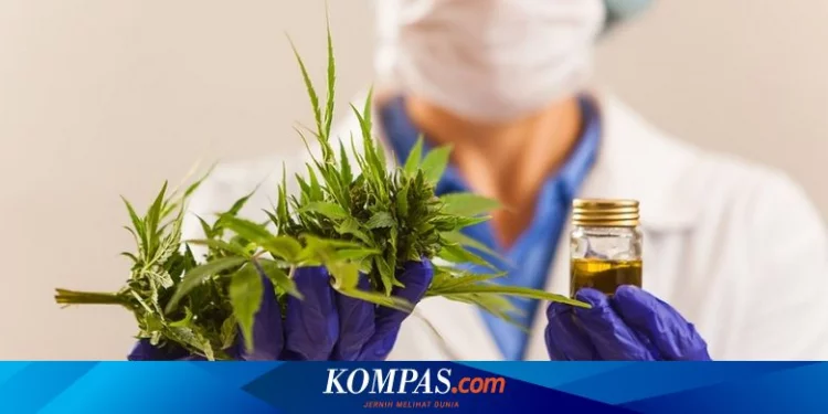 Ganja untuk Medis? Ini Penjelasan Guru Besar Farmasi UGM Halaman all