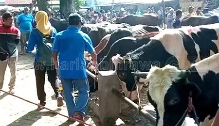 Peternak Sapi Potong Pasuruan Tolak Vaksin