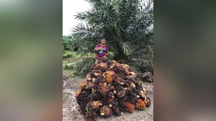 Petani di Bangka Belitung Menjerit, Harga Sawit Kian Murah, Sekilo Tak Cukup untuk Beli Permen Kojek