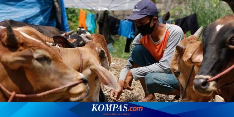 Kapan Waktu yang Tepat Menyembelih Hewan Kurban? Halaman all