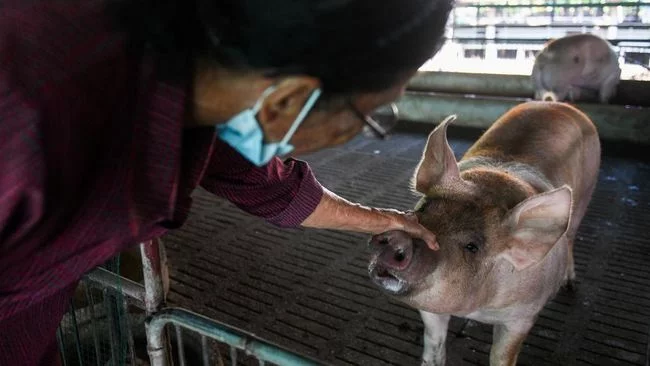 Ahli Uji Coba Air Kelapa untuk Bantu Proses Inseminasi Buatan Babi