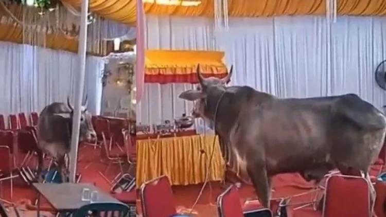 Beragam Peristiwa Lucu tentang Sapi Kurban Ngamuk