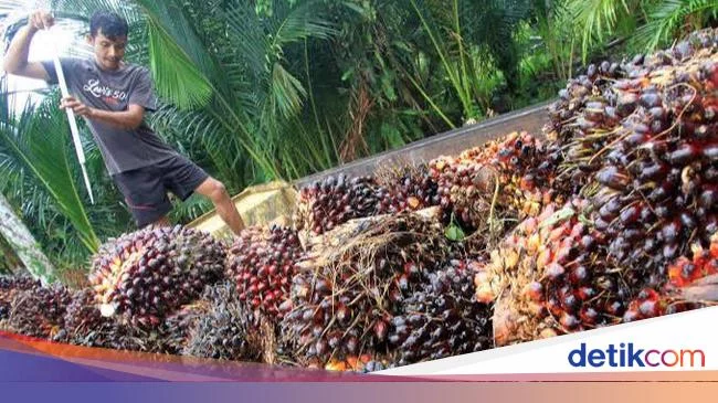 Petani Sawit Minta Jokowi Cabut DMO hingga Hapus Pungutan Ekspor