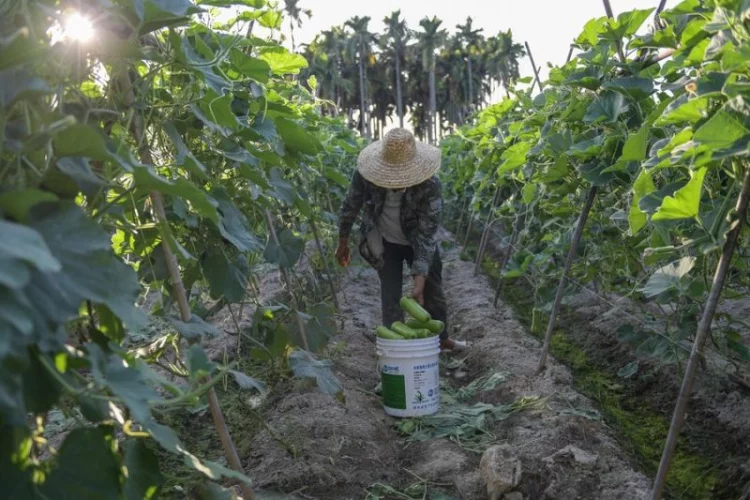 China bakal bangun pusat pemuliaan pertanian internasional di Hainan