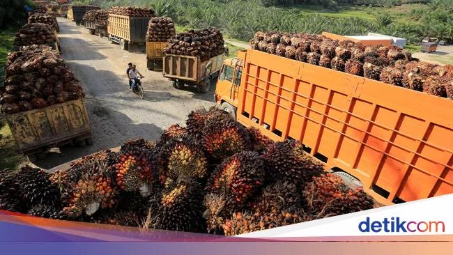 Gapki Sumut Berharap DPO dan DMO Dihapus