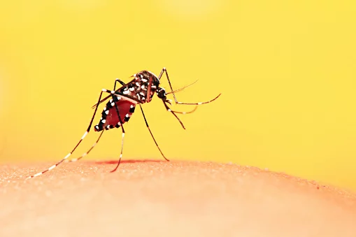 Kenali Ciri Nyamuk Demam Berdarah (DBD), Dari Warna, Bentuk hingga Waktu Menggigitnya