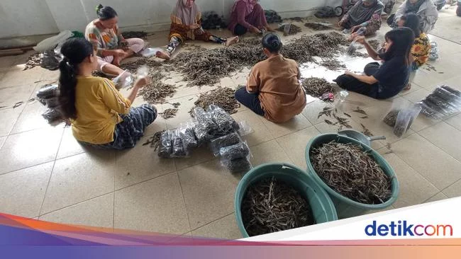 Warga Ketiban Untung dari Bisnis Cicak Kering di Cirebon