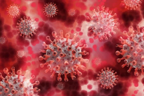Riset Ini Temukan Virus Baru di China, Namanya Langya Henipavirus