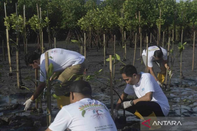 Keberhasilan RI merehabilitasi mangrove dapat perhatian negara G20, lembaga internasional siap bantu dana