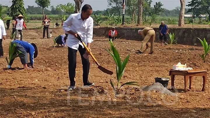 Cerita Jokowi Mulai Proyek 1 Juta Kelapa Genjah dan Petani Belum Pernah Lihat Pohonnya