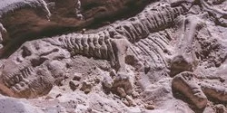 Peristiwa 12 Agustus 1990: Sejarah Penemuan Fosil T-Rex di Dakota Selatan