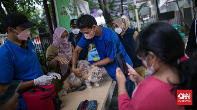 Alasan Mengapa Kucing Perlu Divaksin: Biar Tak Gampang Sakit