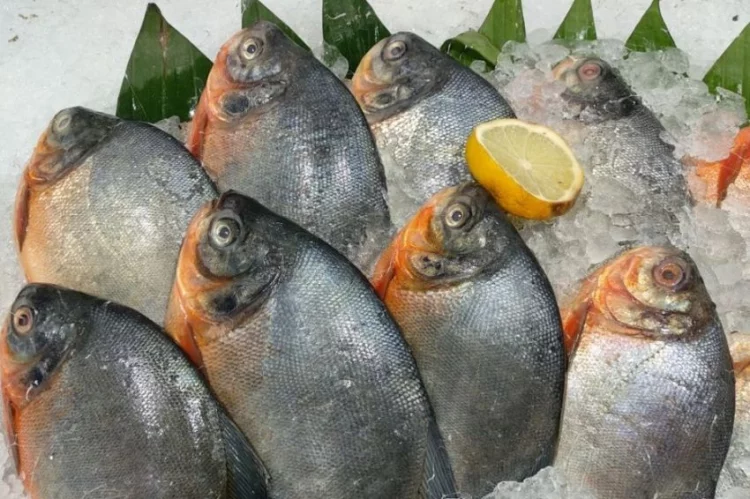 5 Ikan yang Mengandung Kolesterol Jahat, Jangan Dimakan Setiap Hari