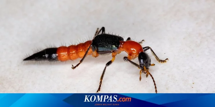 Tomcat Betina Disebut Paling Beracun dari Jantan, Sains Jelaskan Halaman all