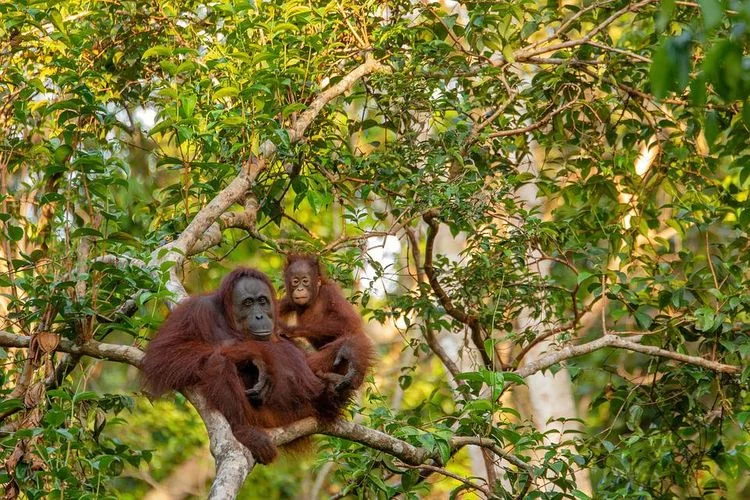 19 Agustus Memperingati Hari Orangutan Internasional, Mari Lindungi Mereka dari Penderitaan