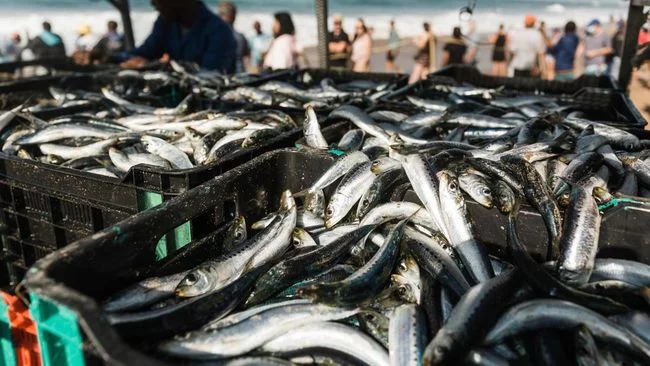 Hati-hati, Beberapa Ikan Punya Kandungan Kolesterol yang Tinggi