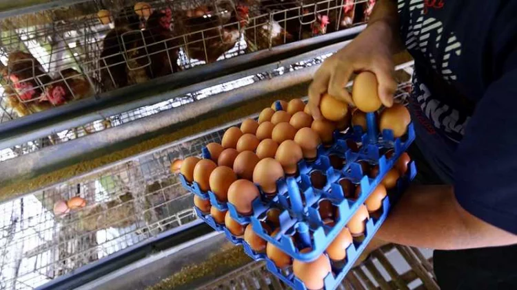 Kenaikan Harga Telur Imbas Tingginya Harga Jagung Internasional