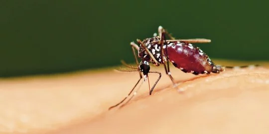 CEK FAKTA: Tidak Terbukti Nyamuk Menyebarkan Virus Cacar Monyet