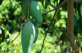 Mangga dari Food Estate Punya Potensi Tembus Pasar Internasional