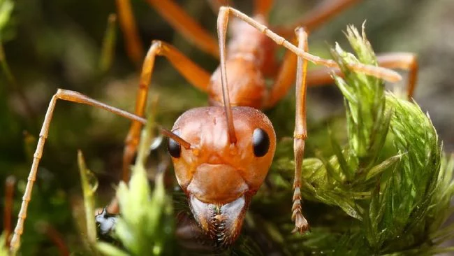 Semut yang Hamil dan Melahirkan Panjang Umur, Apa Rahasianya?