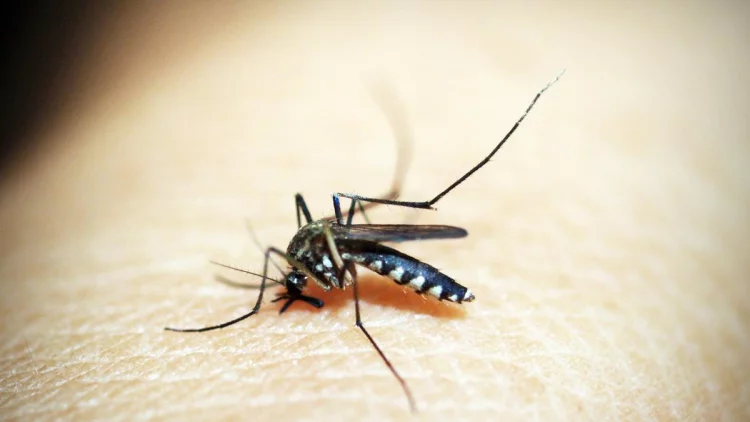 Peneliti Oxford: Vaksin Malaria Terbaru Mampu Ubah Kondisi Dunia