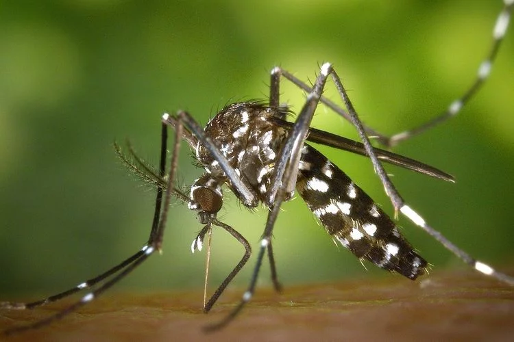 BPOM Izinkan Vaksin Dengue Mulai Beredar, Antisipasi Penyakit Dengue
