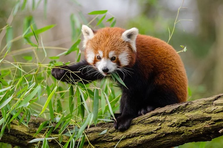17 September Diperingati sebagai Hari Panda Merah Internasional, Ketahui Peringatan Tahunan yang Unik Ini