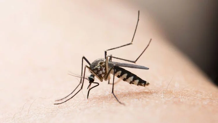 Pemberantasan Sarang Nyamuk Kendor, Nyamuk Aedes Aegypti Ngamuk di Bantul