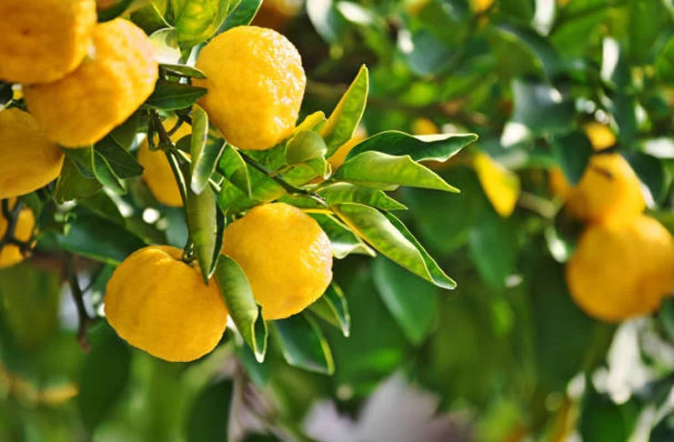 Buah Yuzu, Jeruk dari Jepang yang Kaya Manfaat