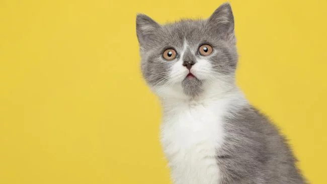 Jangan Sembarang Kasih, Ini 5 Makanan Manusia yang Bisa Dimakan Kucing