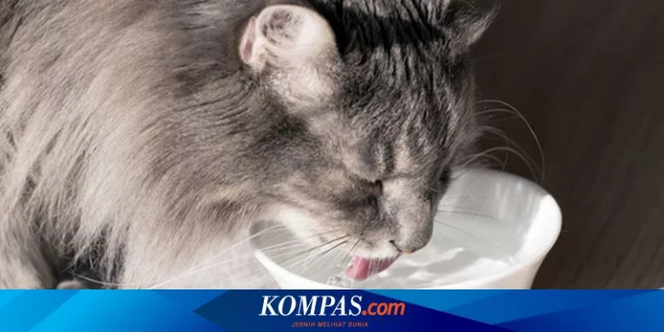 Mengapa Kucing Tak Boleh Diberi Minum Susu? Ini Penjelasannya