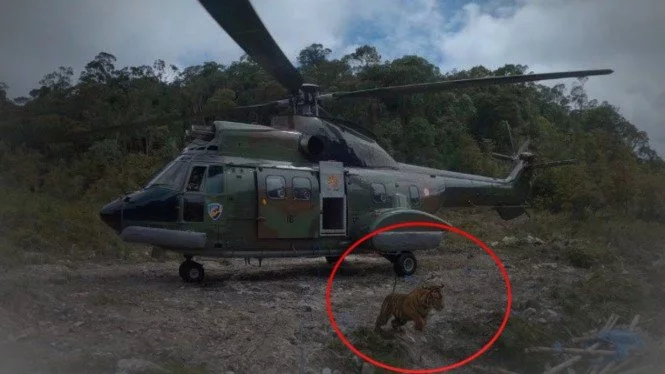 Peristiwa Menegangkan, Perwira TNI Terbangkan Helikopter Penumpangnya Harimau Betina