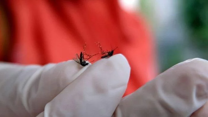 Demam Berdarah Dengue Ancaman di Musim Hujan