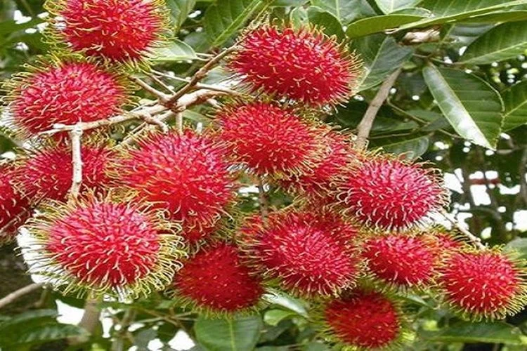 Kenali Faktor Penyebab Buah Rambutan Anda Mudah Rontok