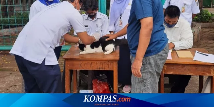 59 Kucing dan 16 Anjing Milik Warga di Bintaro Disuntik Vaksin untuk Cegah Rabies