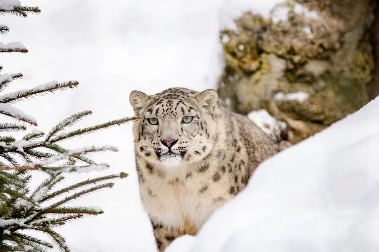 Pentingnya Hari Macan Tutul Salju Internasional 23 Oktober, Bantu Mereka untuk Bebas dari Perburuan
