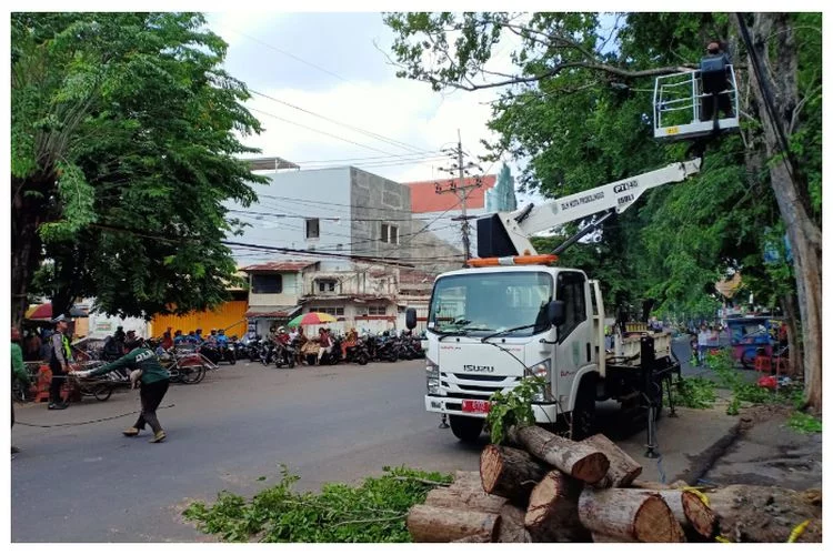 Pasca peristiwa pohon tumbang, DLH Kota Probolinggo pangkas pohon di sekitar Pasar Baru