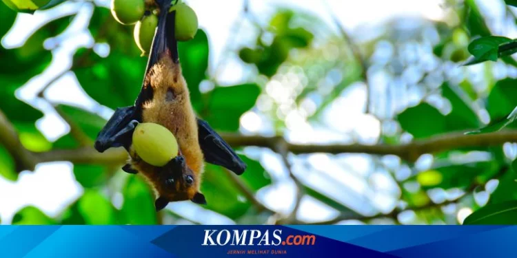 Kelelawar Melindungi Pohon Muda dari Serangga, Ini Alasannya