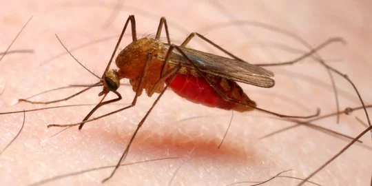 Wabah Besar Malaria di Ethiopia Dipicu Serbuan Nyamuk dari Asia