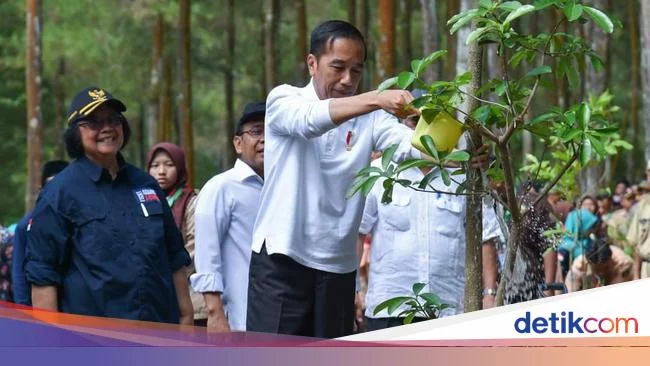 Media Internasional Puji Penurunan Deforestasi Indonesia